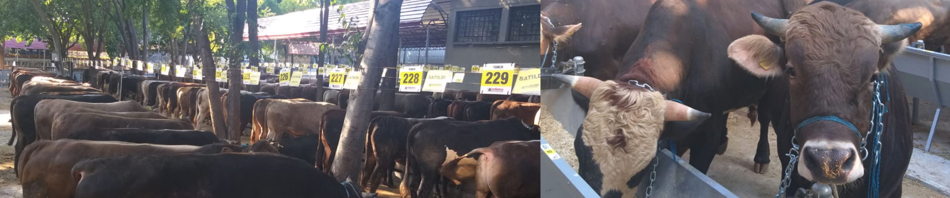 Innovation Living TR