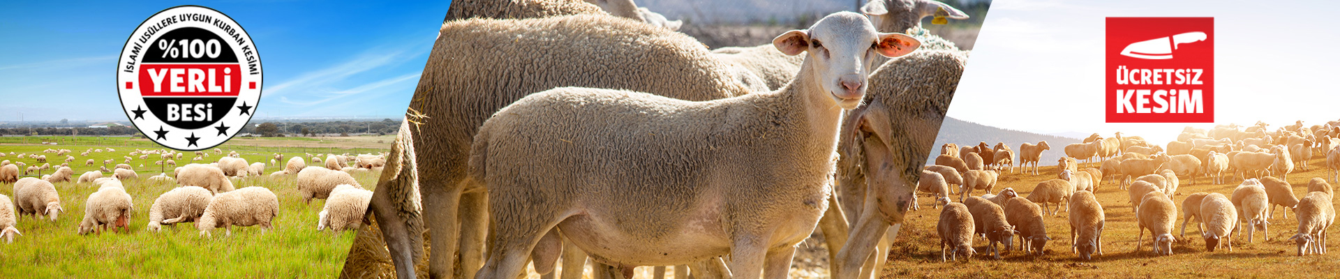 Innovation Living TR